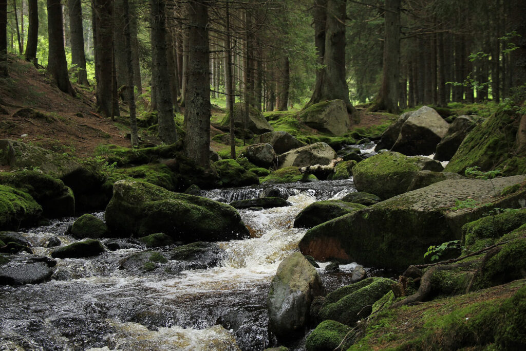 forest-878029_1626-new